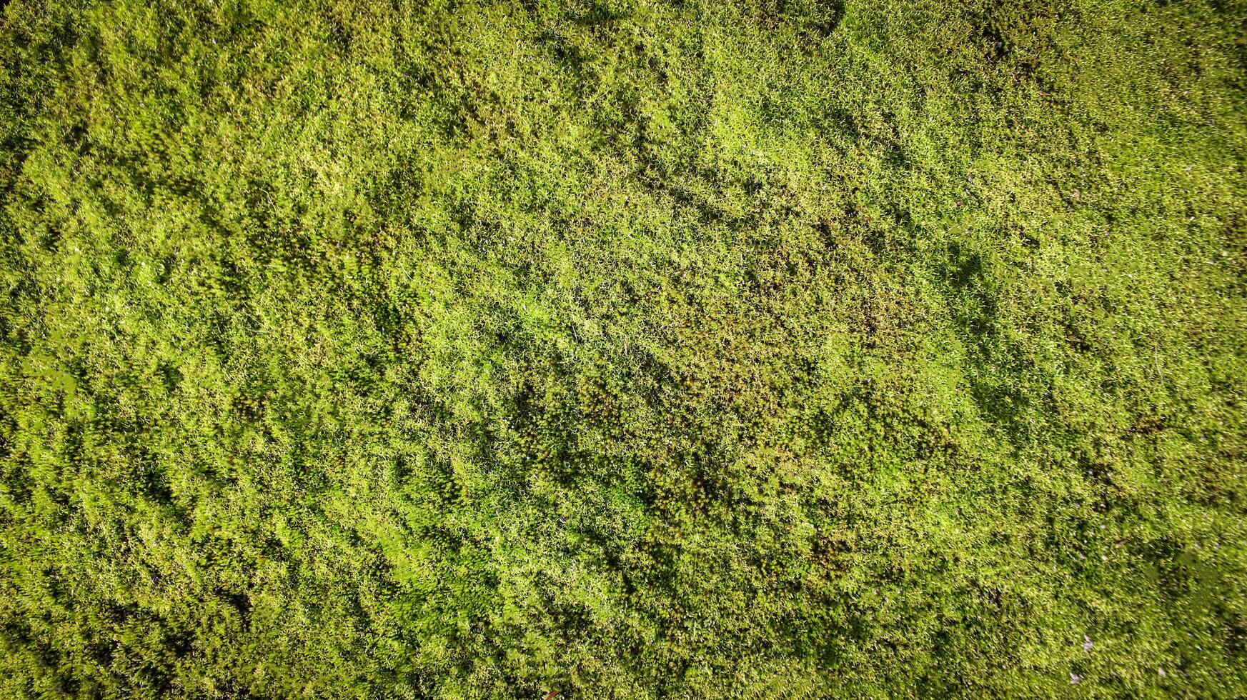 Bright summer texture of moss photo