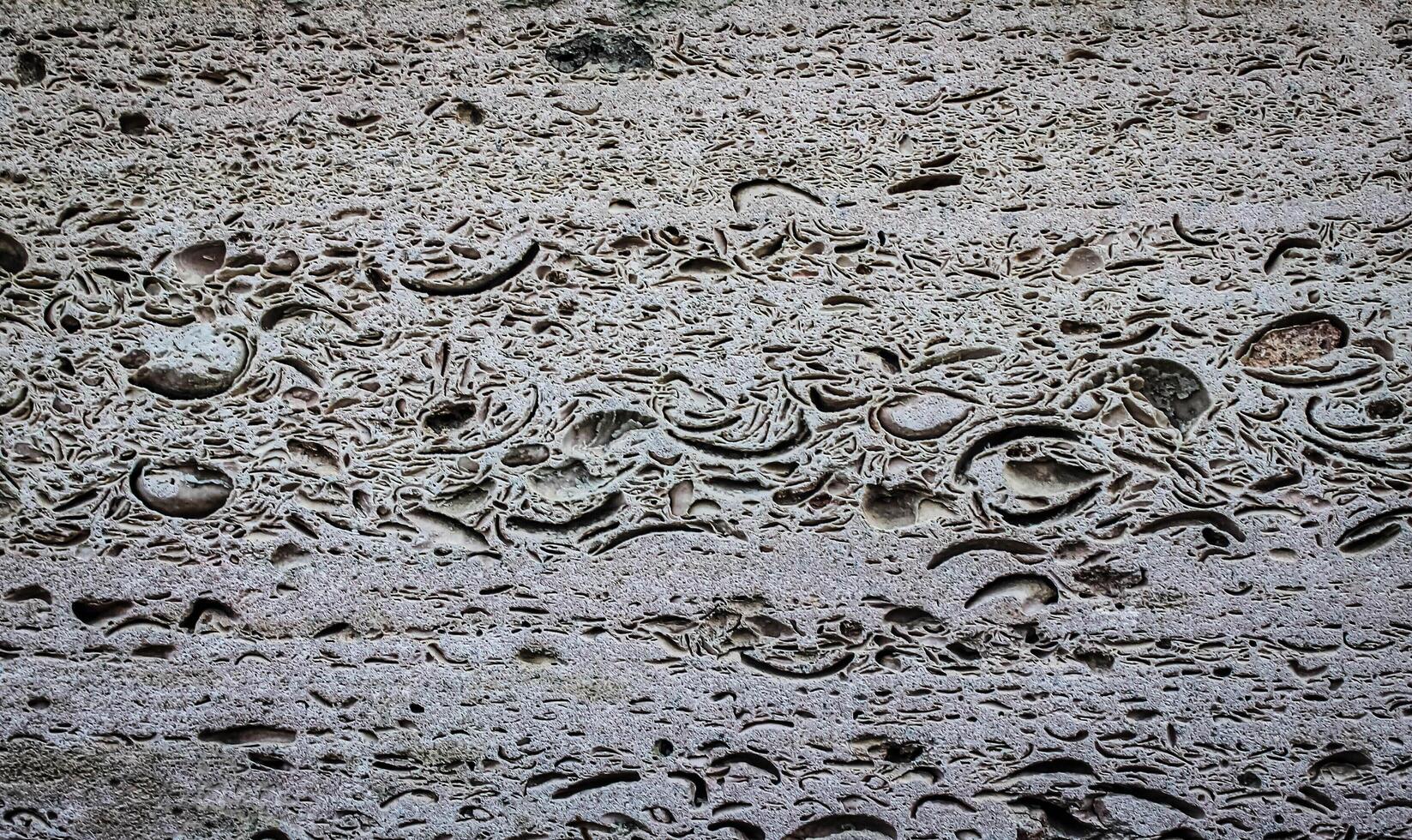 rock texture of the shellfish photo