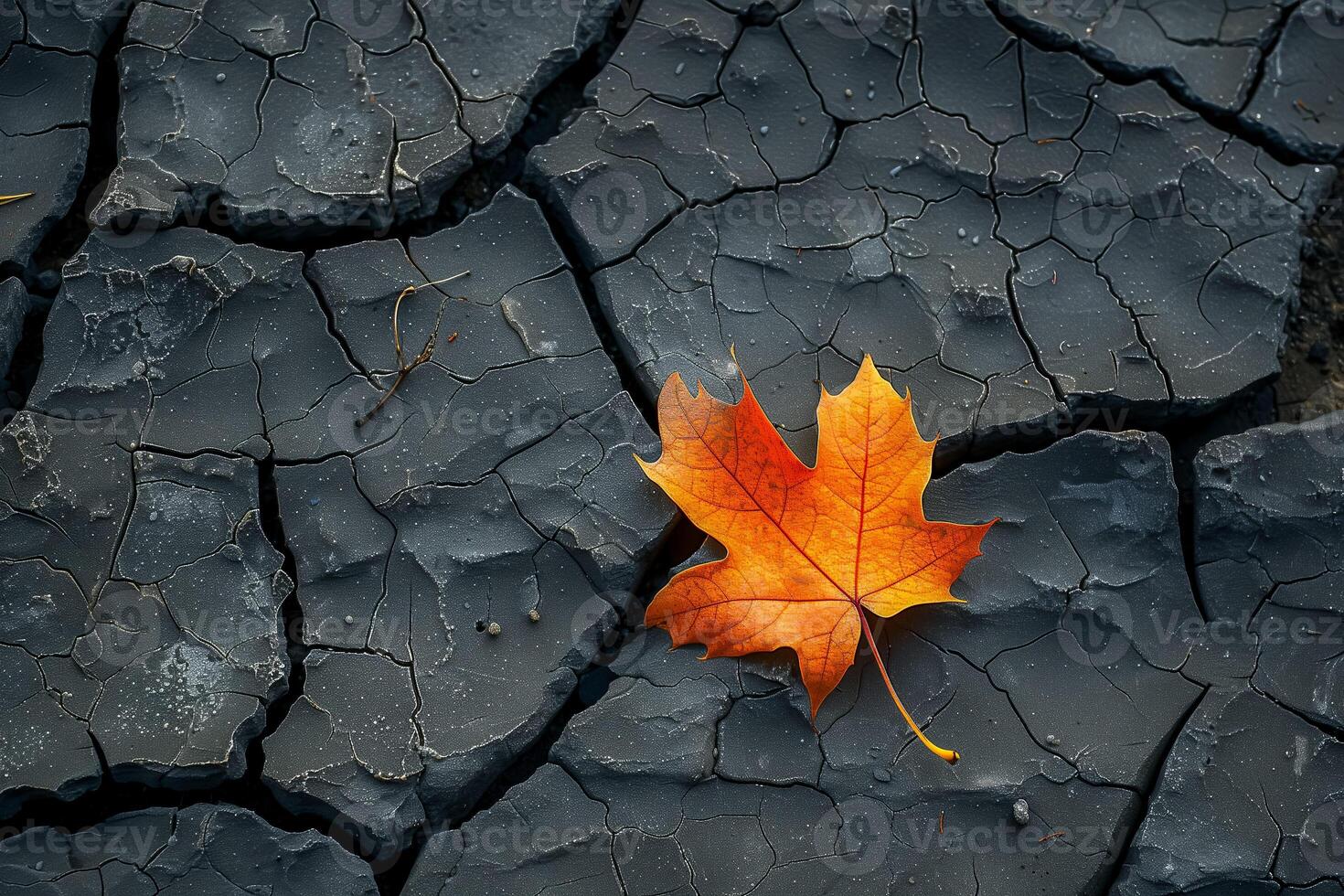 One fallen leaf on cracked pavement, evoking loneliness photo