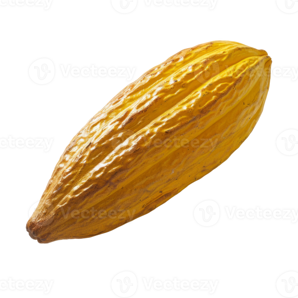 Cacao, fruit realistic Illustration. Realistic Transparent file. Mockup template for artwork graphic design png