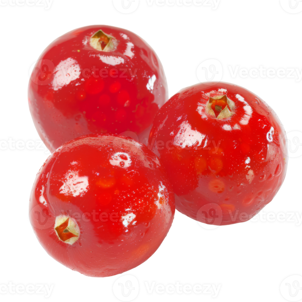 Cranberry, fruit realistic Illustration. Realistic Transparent file. Mockup template for artwork graphic design png