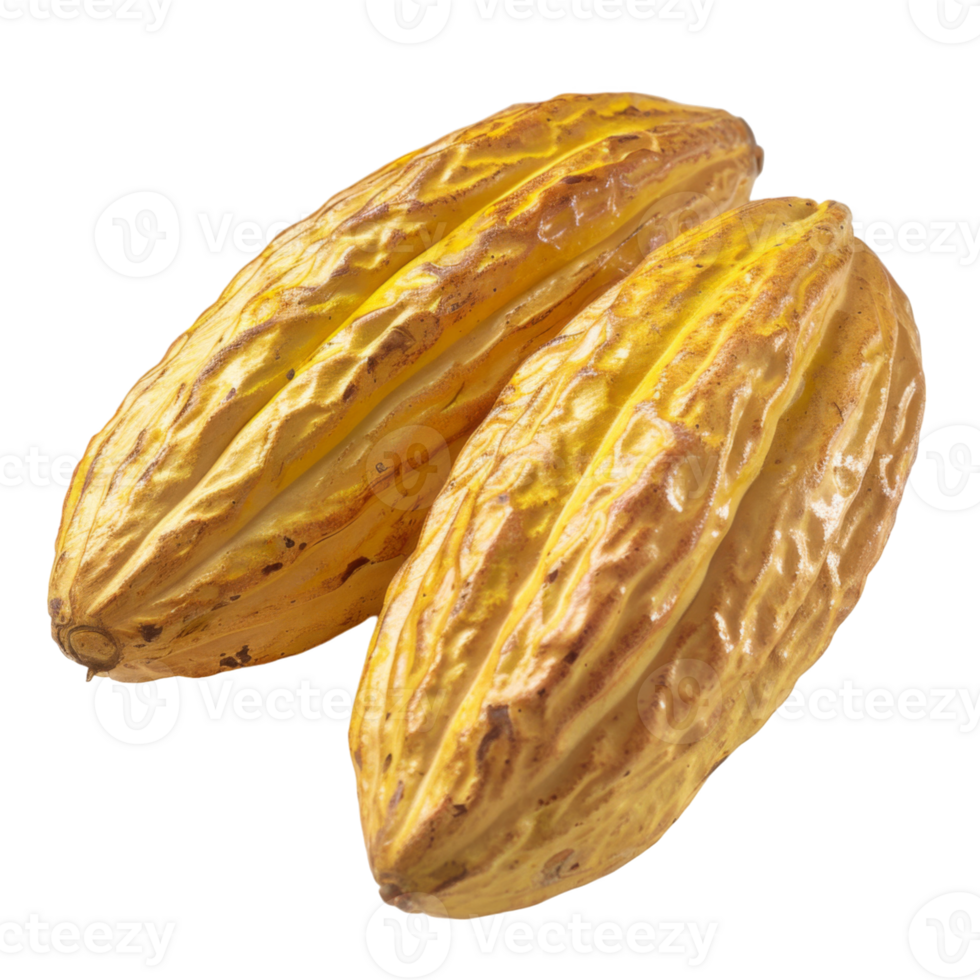 Cacao, fruit realistic Illustration. Realistic Transparent file. Mockup template for artwork graphic design png