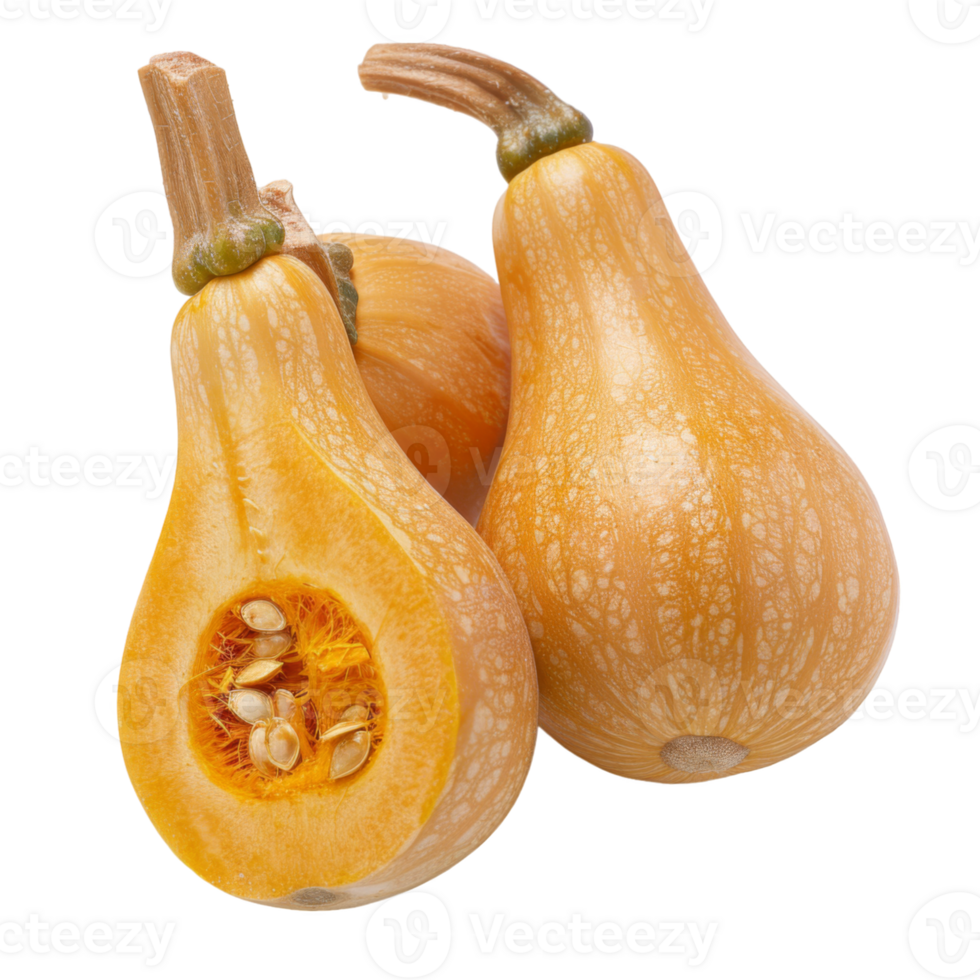 Butternut Squash, fruit realistic Illustration. Realistic Transparent file. Mockup template for artwork graphic design png