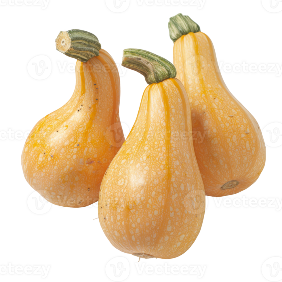Butternut Squash, fruit realistic Illustration. Realistic Transparent file. Mockup template for artwork graphic design png