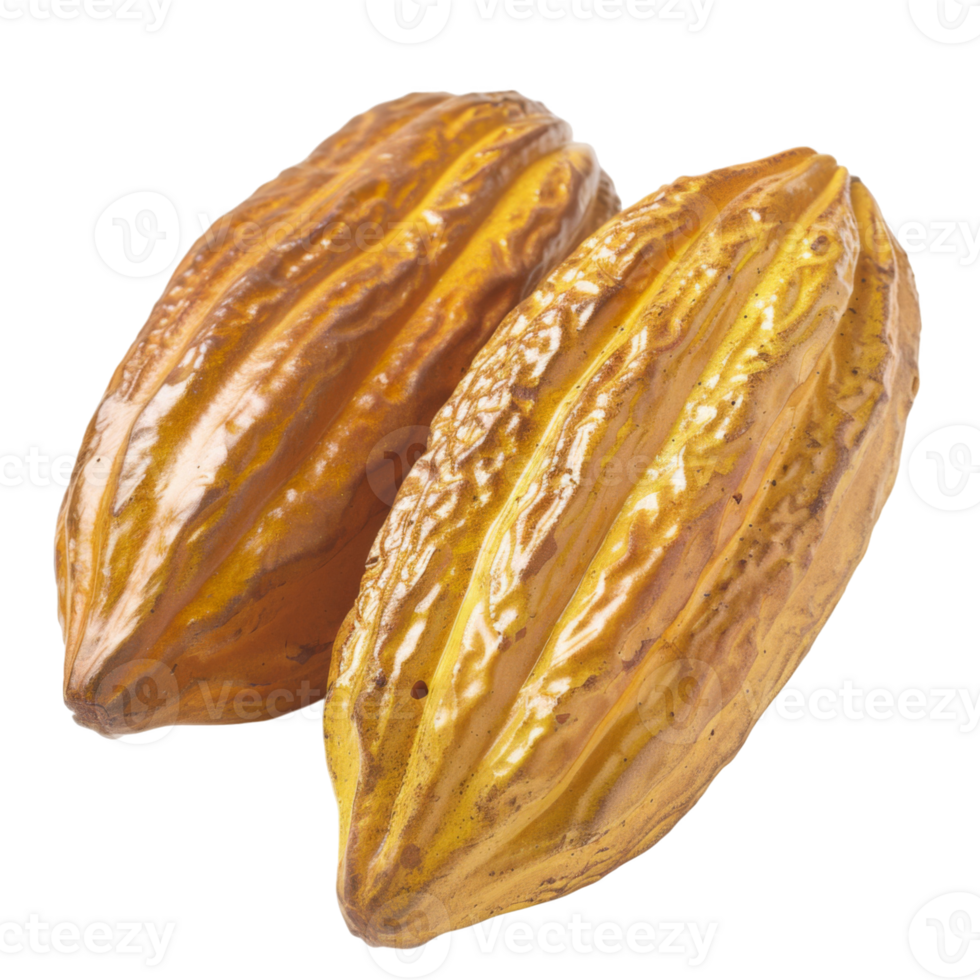 Cacao, fruit realistic Illustration. Realistic Transparent file. Mockup template for artwork graphic design png