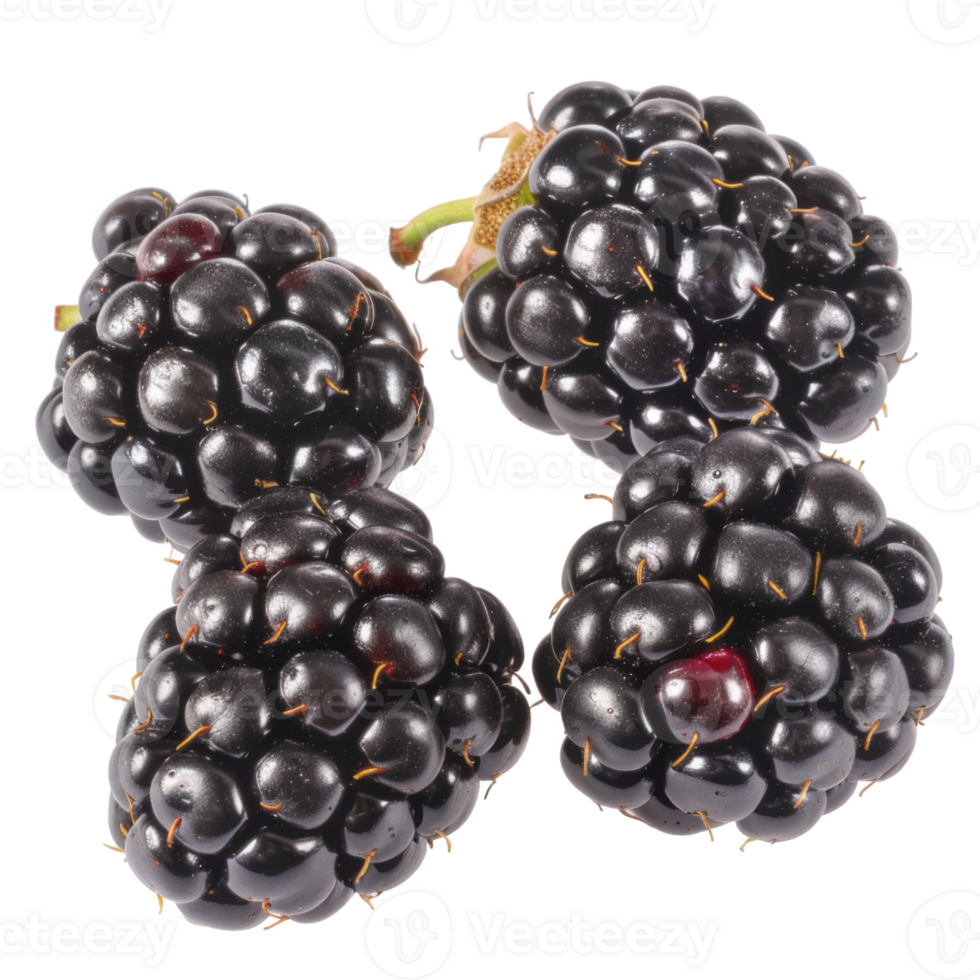 Blackberry, fruit realistic Illustration. Realistic file. Mockup template for artwork graphic design png