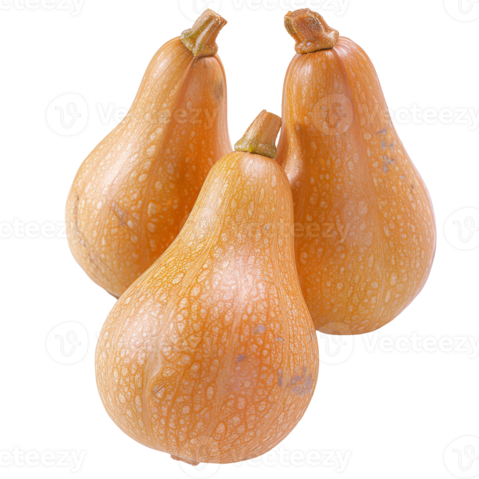 Butternut Squash, fruit realistic Illustration. Realistic Transparent file. Mockup template for artwork graphic design png