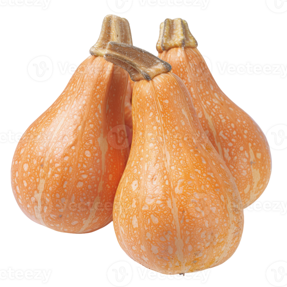 Butternut Squash, fruit realistic Illustration. Realistic Transparent file. Mockup template for artwork graphic design png