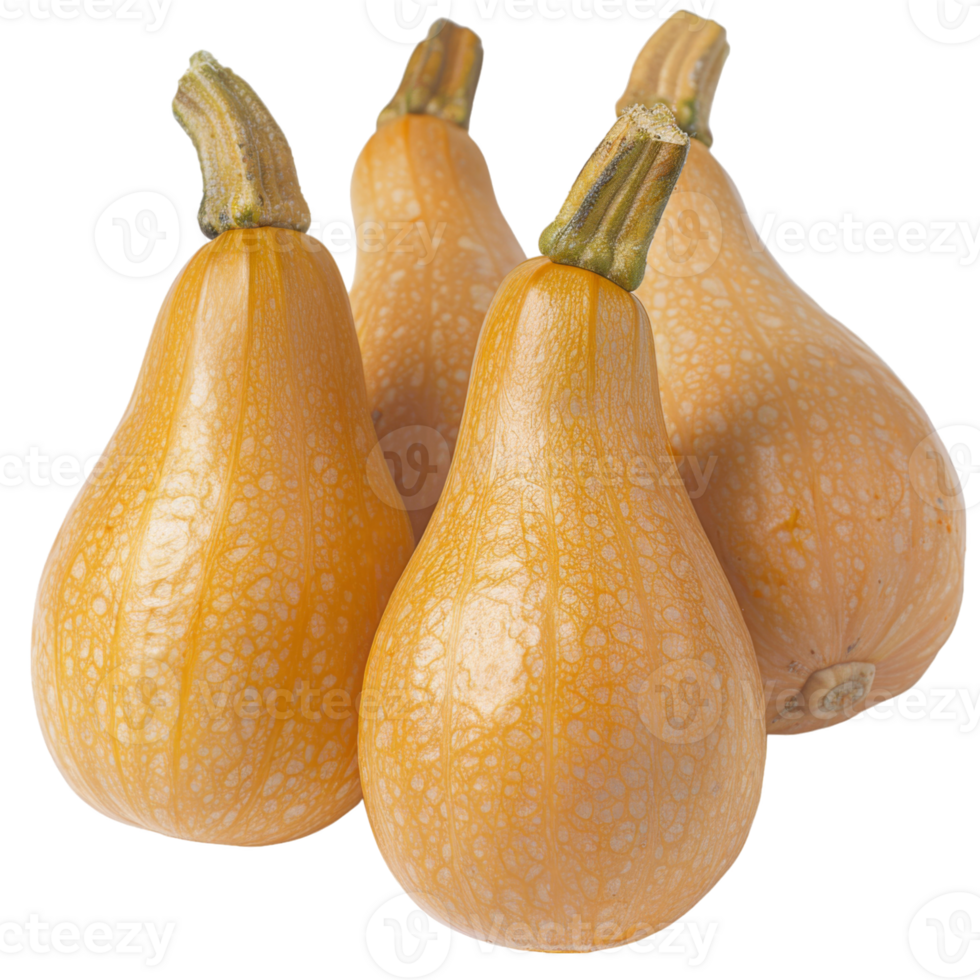 Butternut Squash, fruit realistic Illustration. Realistic Transparent file. Mockup template for artwork graphic design png