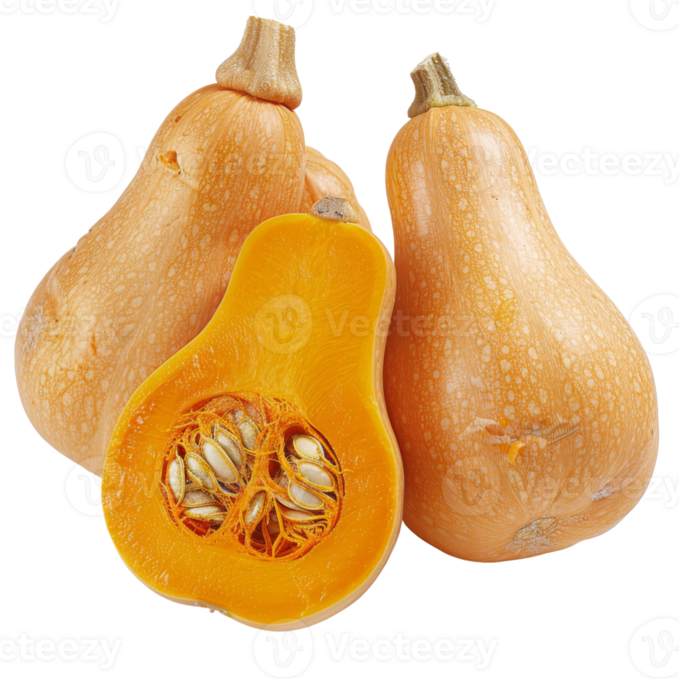 Butternut Squash, fruit realistic Illustration. Realistic Transparent file. Mockup template for artwork graphic design png