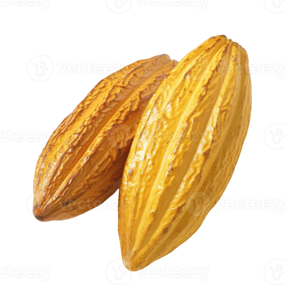 Cacao, fruit realistic Illustration. Realistic Transparent file. Mockup template for artwork graphic design png