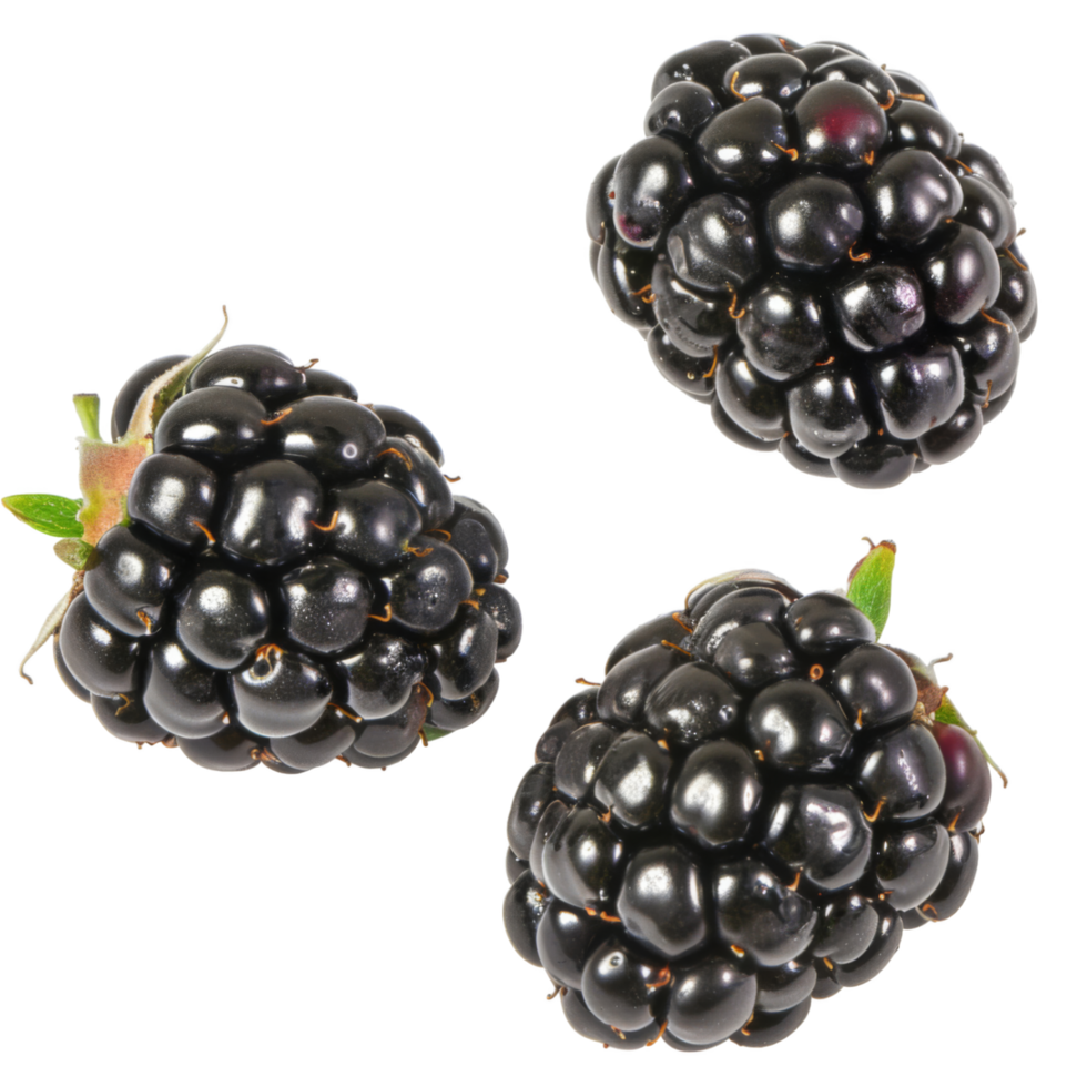 Blackberry, fruit realistic Illustration. Realistic file. Mockup template for artwork graphic design png