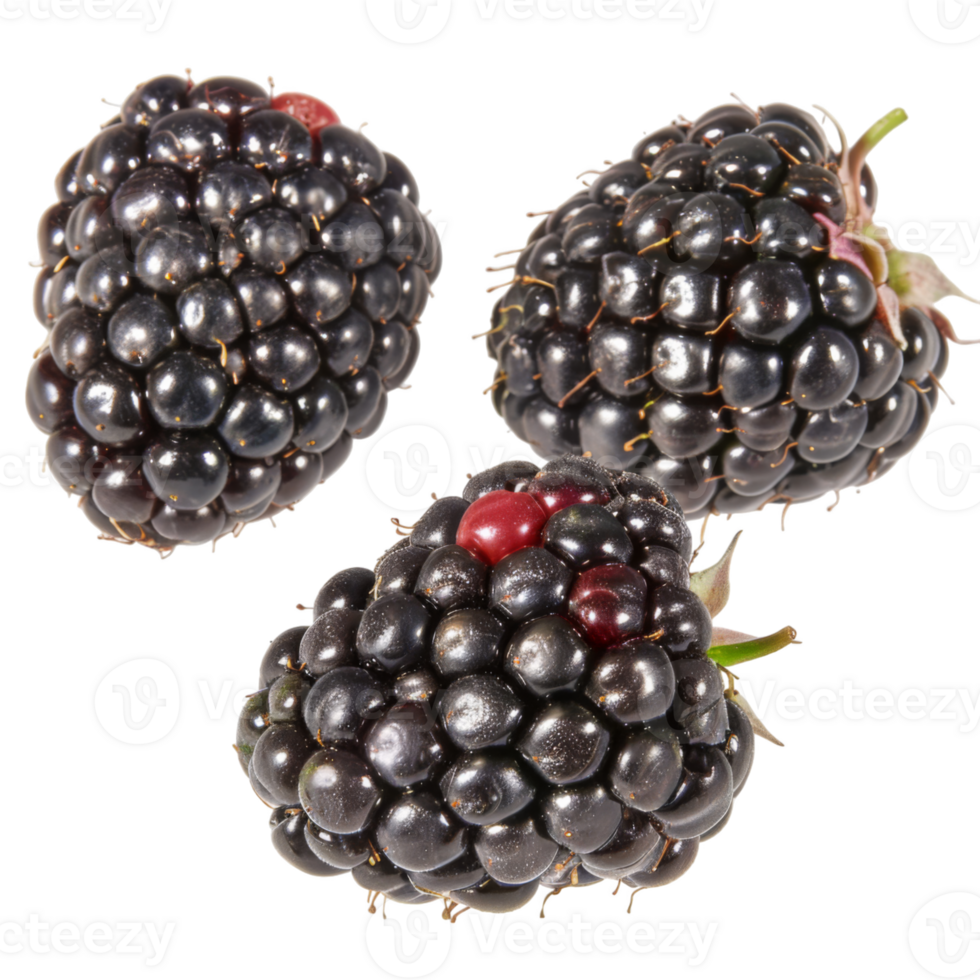 Blackberry, fruit realistic Illustration. Realistic file. Mockup template for artwork graphic design png