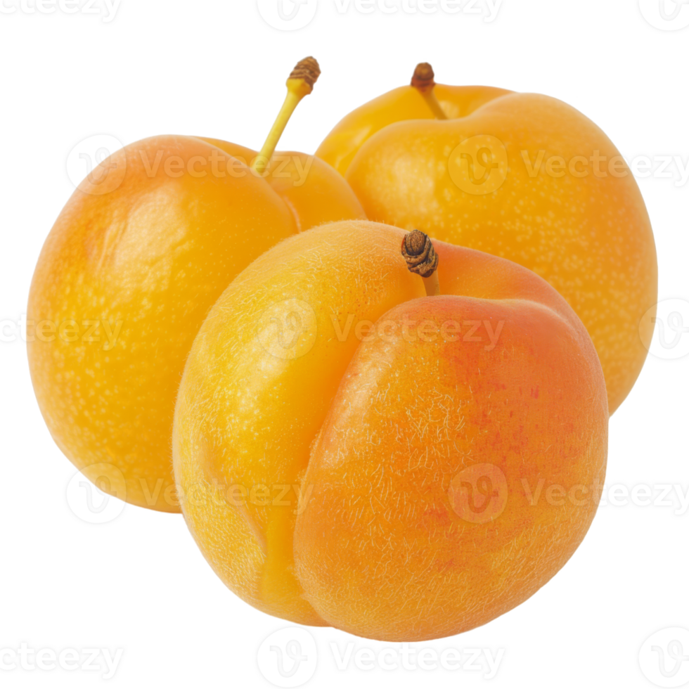 Apricot, fruit realistic Illustration. Realistic Transparent file. Mockup template for artwork graphic design png