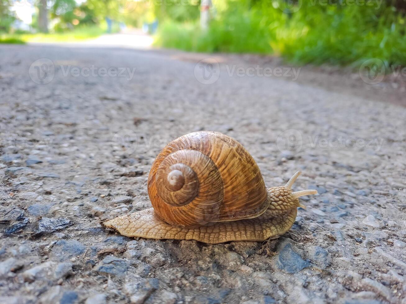 Small Roman snail or Burgundy snail, Helix pomatia, with light brownish shell photo