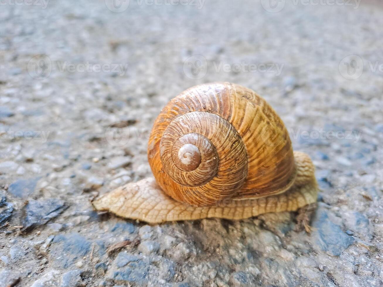 Small Roman snail or Burgundy snail, Helix pomatia, with light brownish shell photo