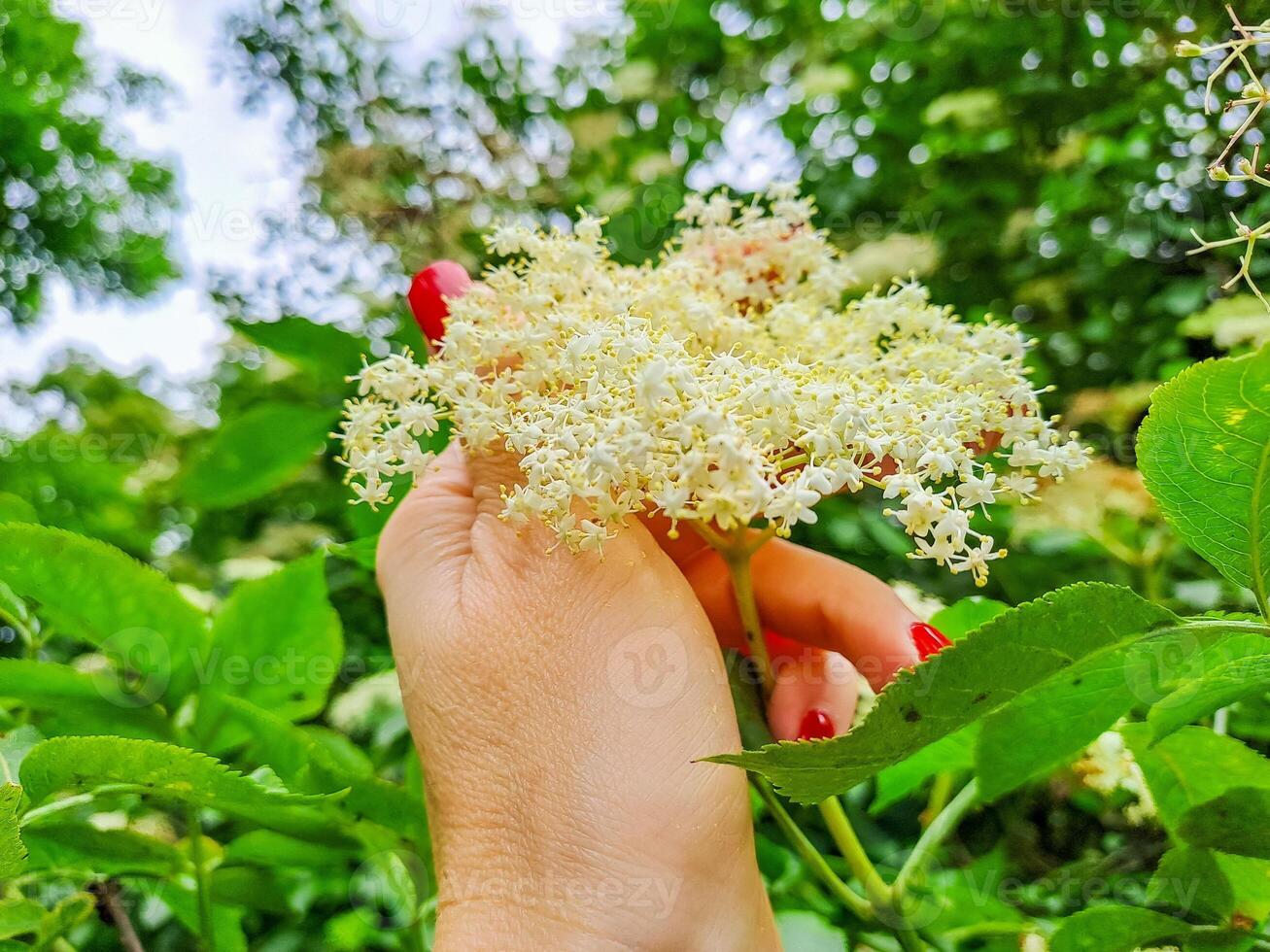 Woman harvesting elderberry flowers, collect flowers for alternative medicine photo