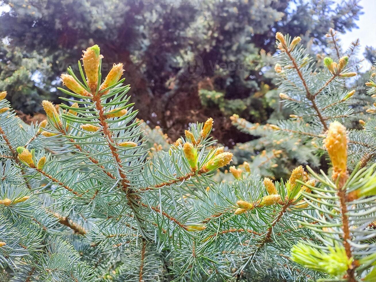 Branches of Christmas trees, spruce and pine, with the yellow tips photo
