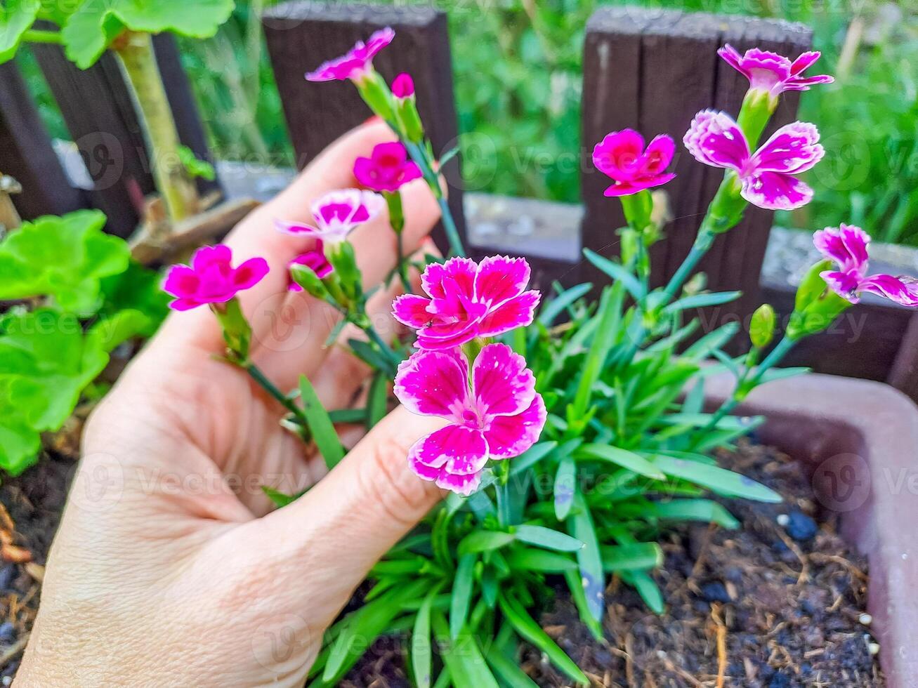 Vibrant pink purple Carnations decorative flowers in flower pot in female hand photo