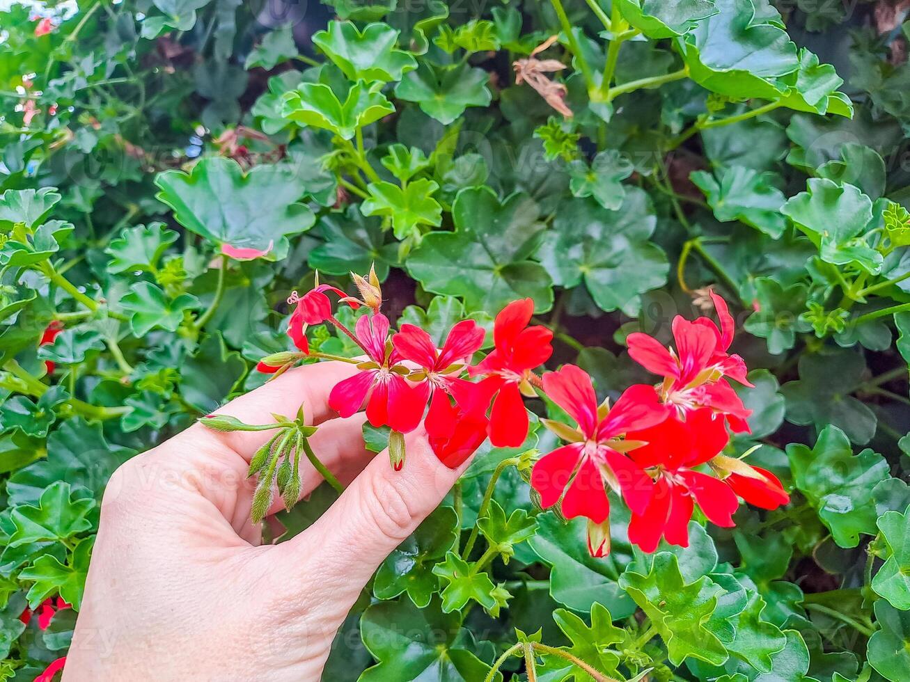 Pelargonium peltatum grows and blooms in the garden in summer photo