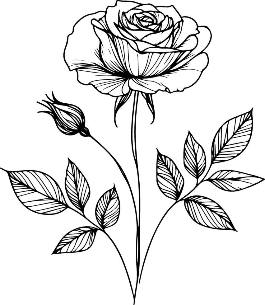 Beautiful rose line art sketch vector