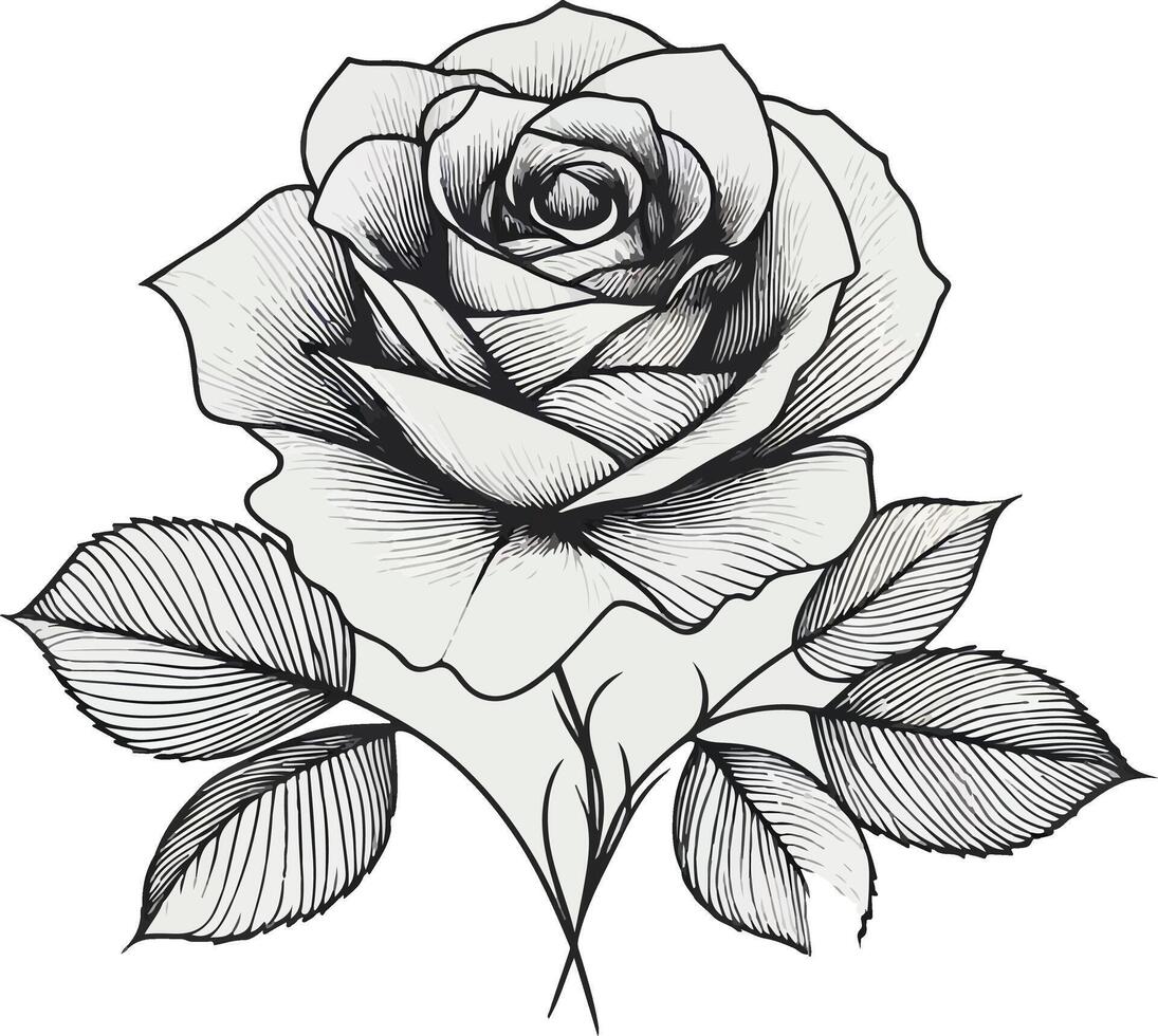 Beautiful rose line art sketch vector