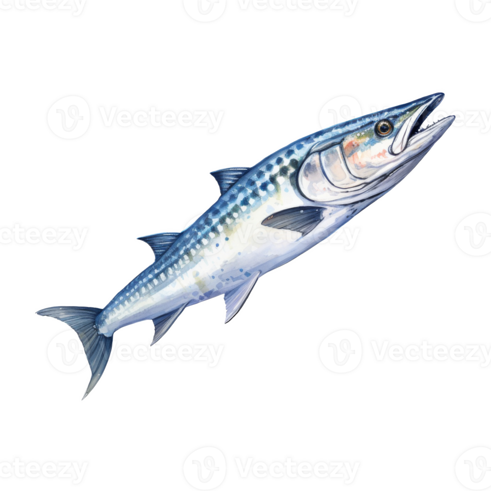 Barracuda, Animal Illustration. Watercolor Style png