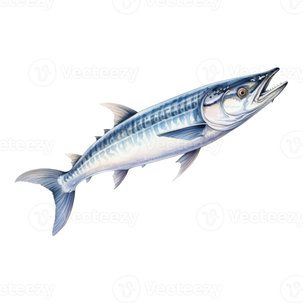 Barracuda, Animal Illustration. Watercolor Style png