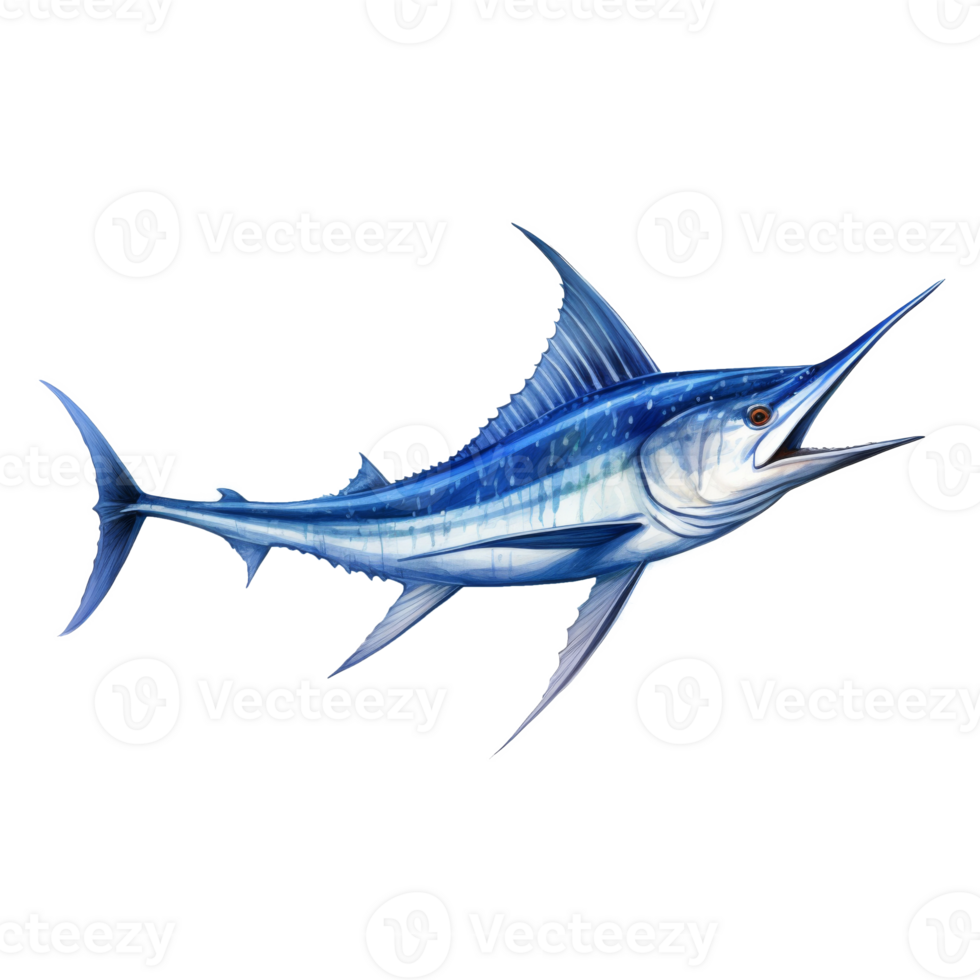 Blue Marlin, Animal Illustration. Watercolor Style png