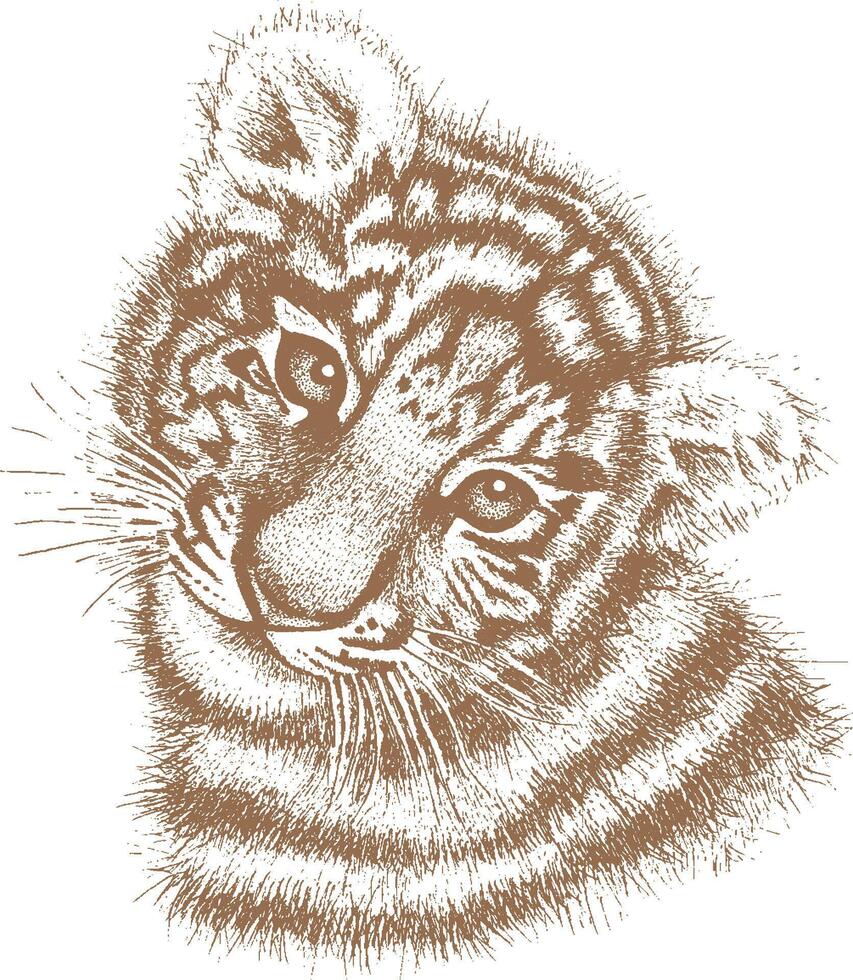 Tiger drawn by hand on a white background vector