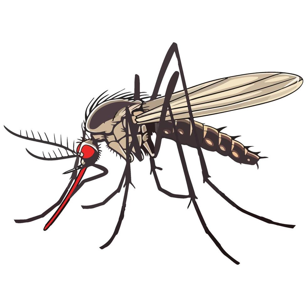 illustration of a mosquito vector