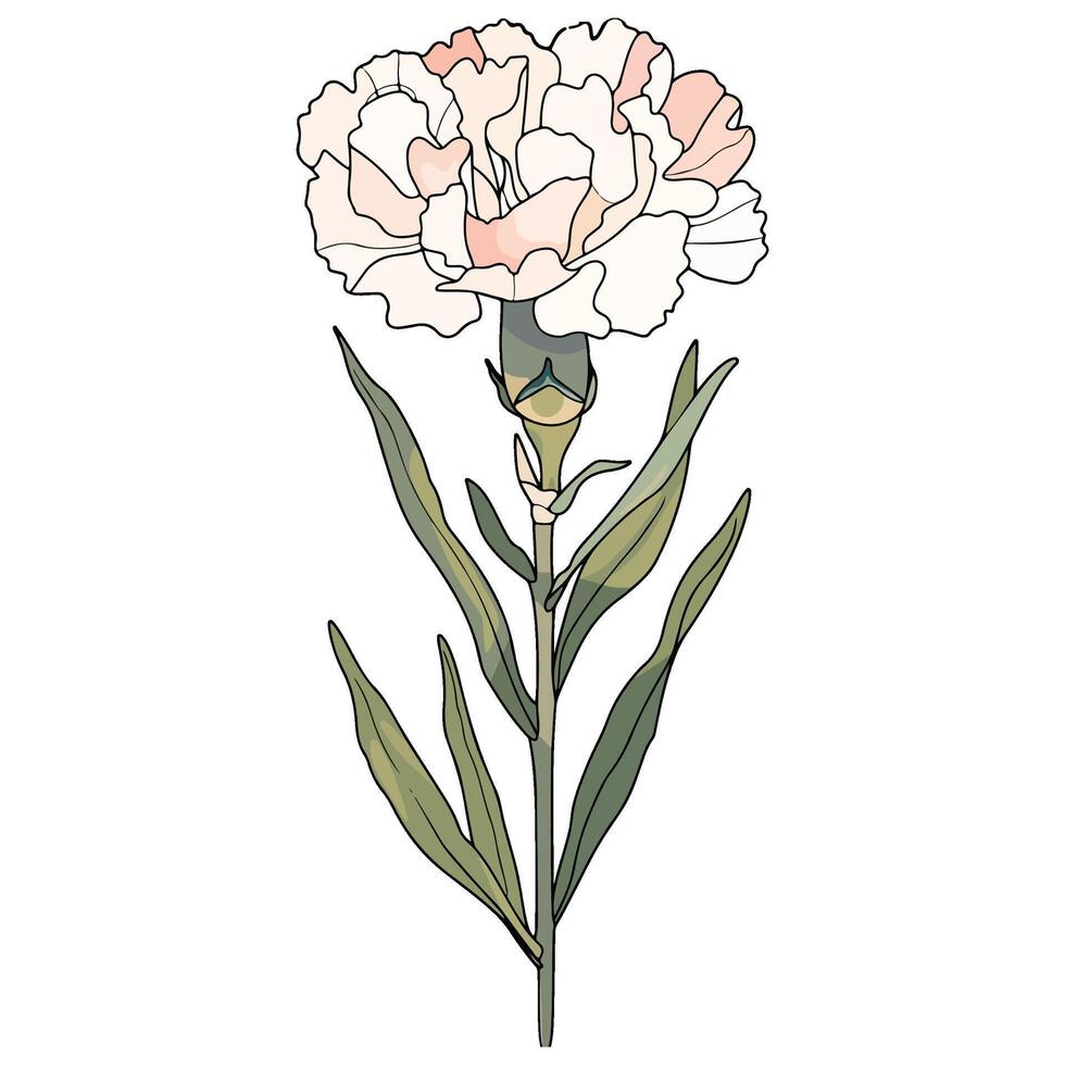 Carnation Floral Illustration vector