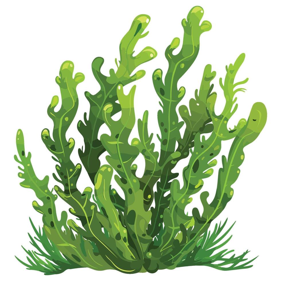 Green Seaweed Illustrations, Aquatic Marine Algae vector