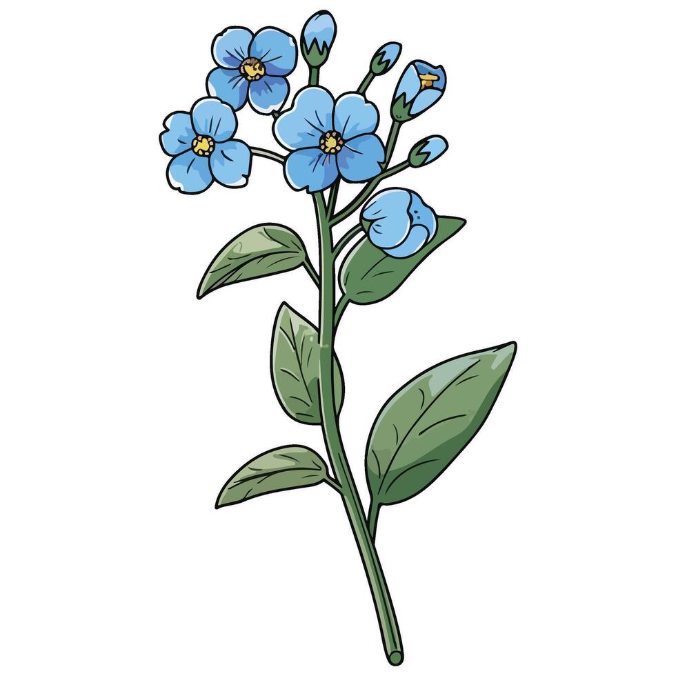 Forget-Me-Not flower illustration vector
