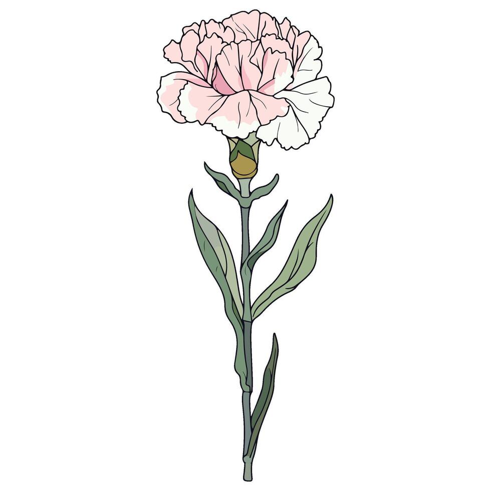 Carnation Floral Illustration vector