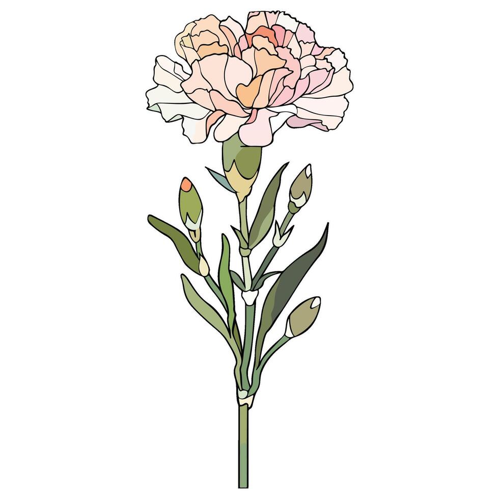 Carnation Floral Illustration vector