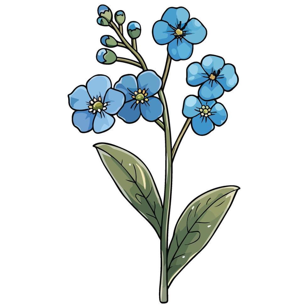Forget-Me-Not flower illustration vector