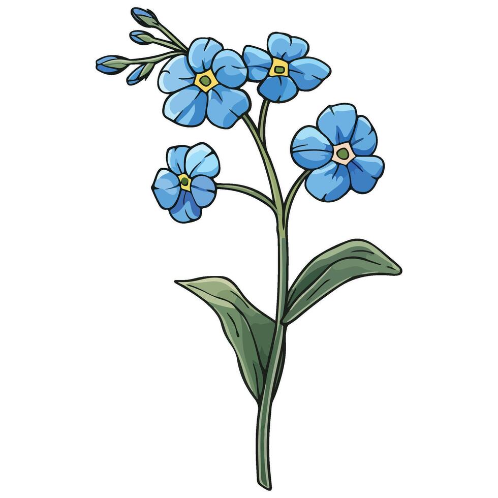 Forget-Me-Not flower illustration vector