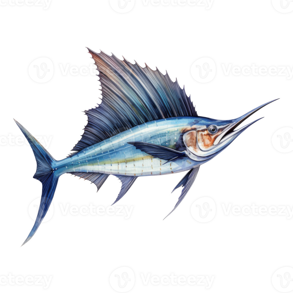 Sailfish, Animal Illustration. Watercolor Style png