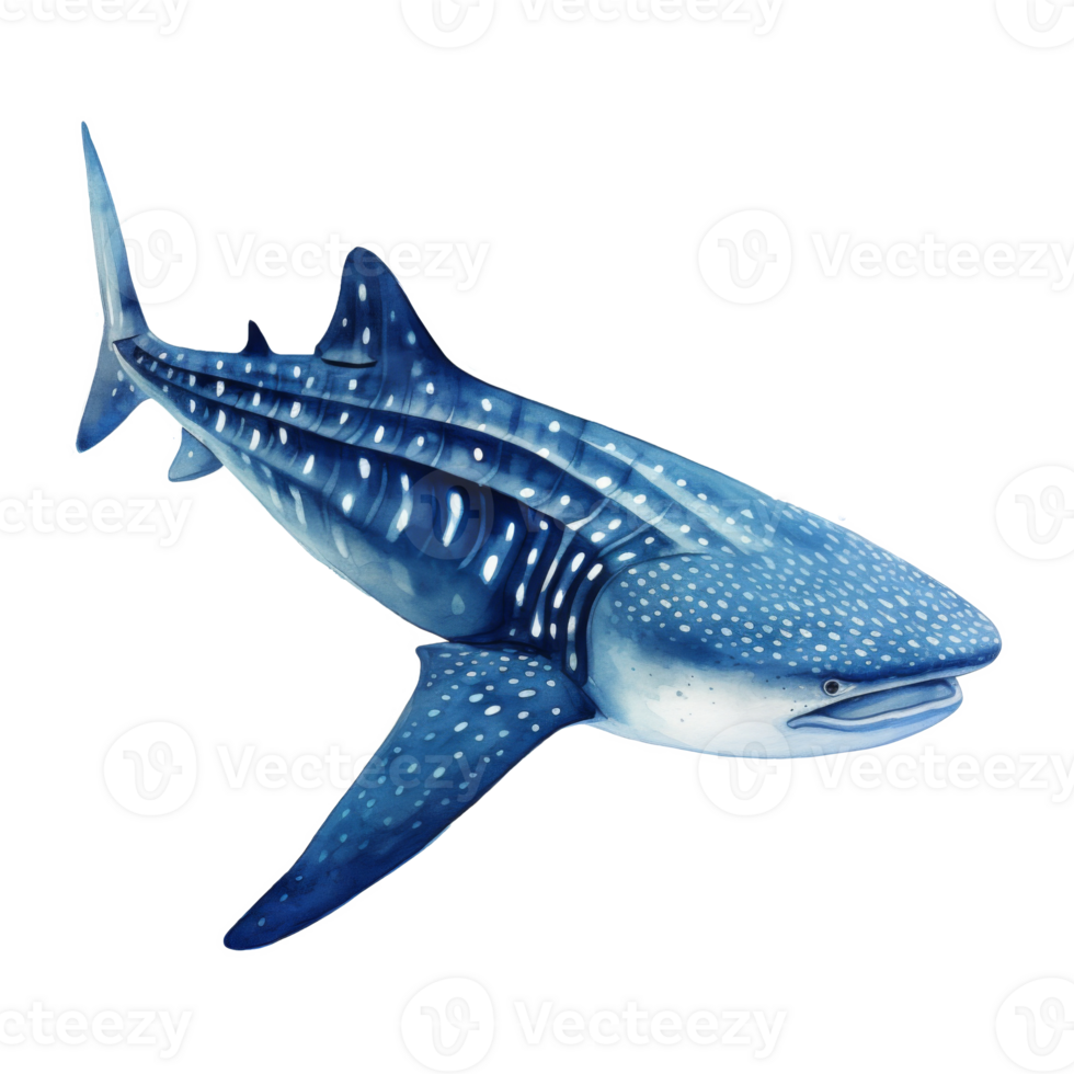 Whale Shark, Animal Illustration. Watercolor Style png
