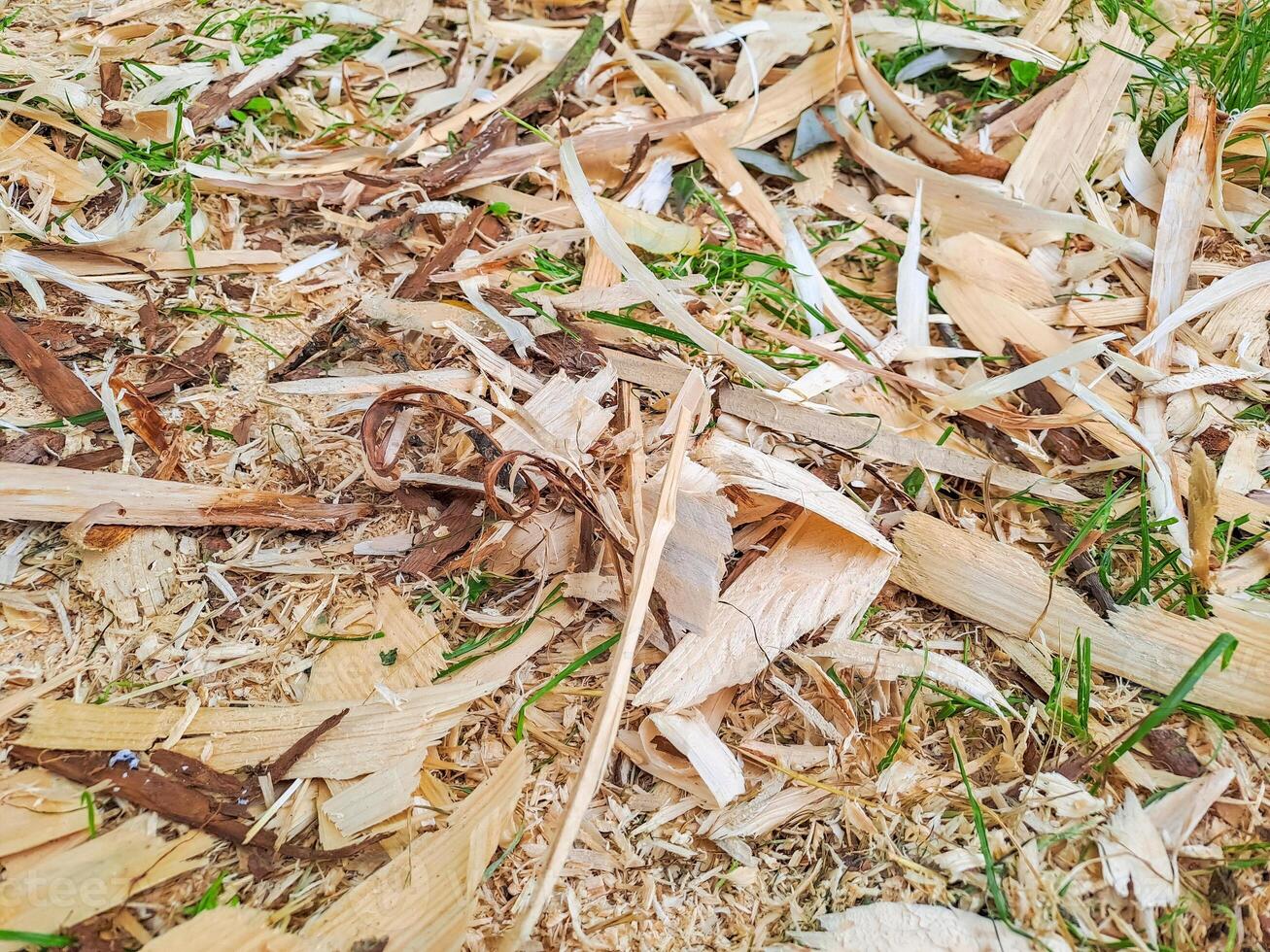 Forest residues mulched as wood chips used for heating. Pile wood chip particles photo