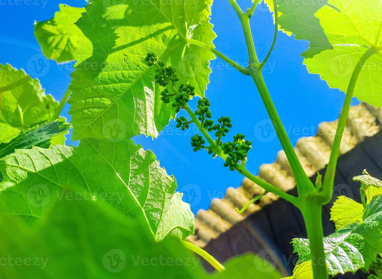 Young inflorescence of grapes on the vine close-up. Grape vine with green leaves photo