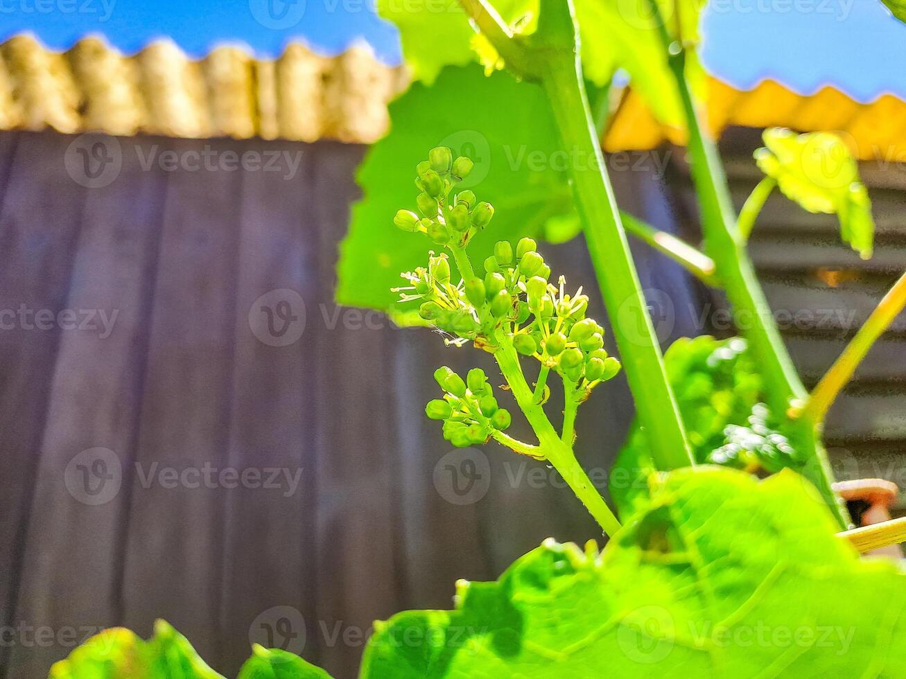 Young inflorescence of grapes on the vine close-up. Grape vine with green leaves photo