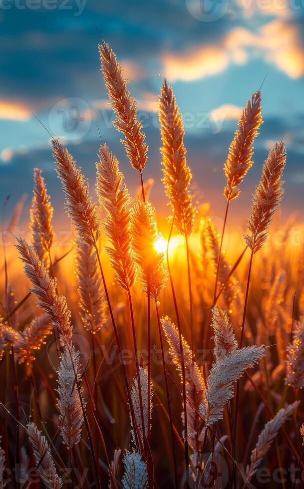 A field of tall grass with the sun shining on it. The sun is setting and the sky is blue photo