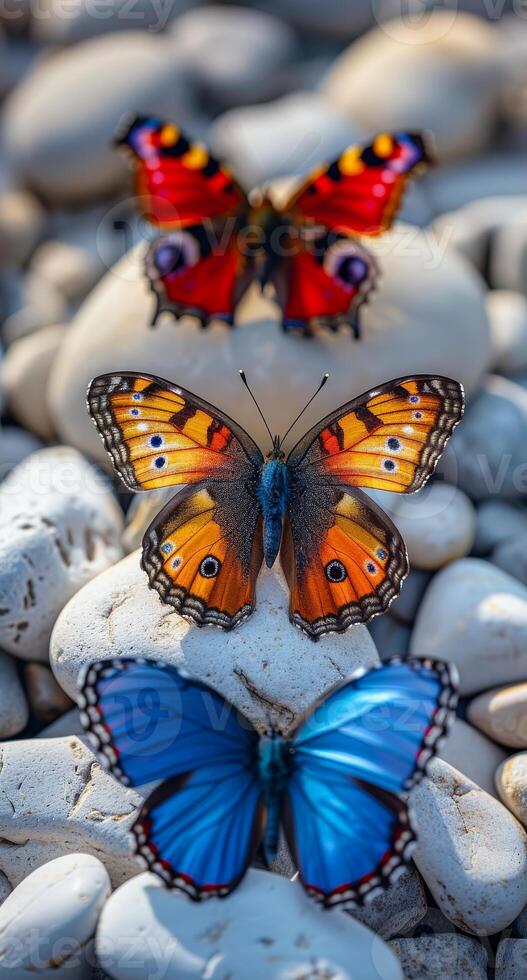 Three butterflies are sitting on a rock. The butterflies are blue, orange, and red photo