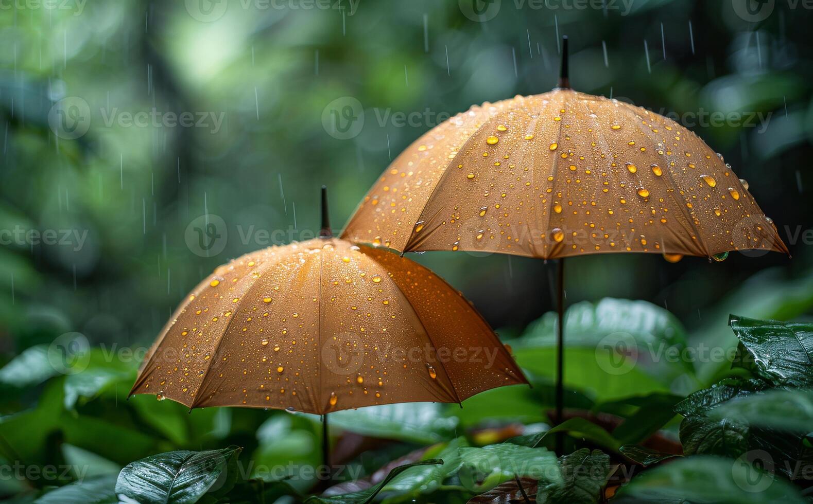 Two Umbrellas in the Rain. Two brown umbrellas stand in a lush green forest, wet with rain. photo