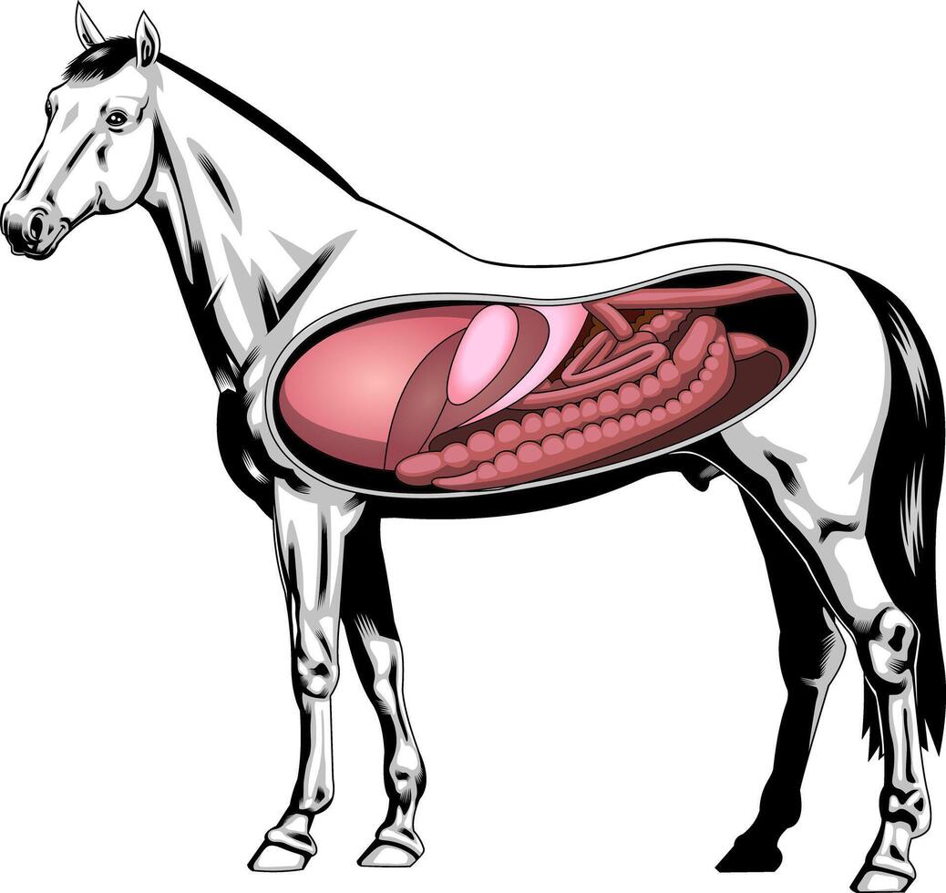 Cartoon Internal Anatomy Of A Horse vector