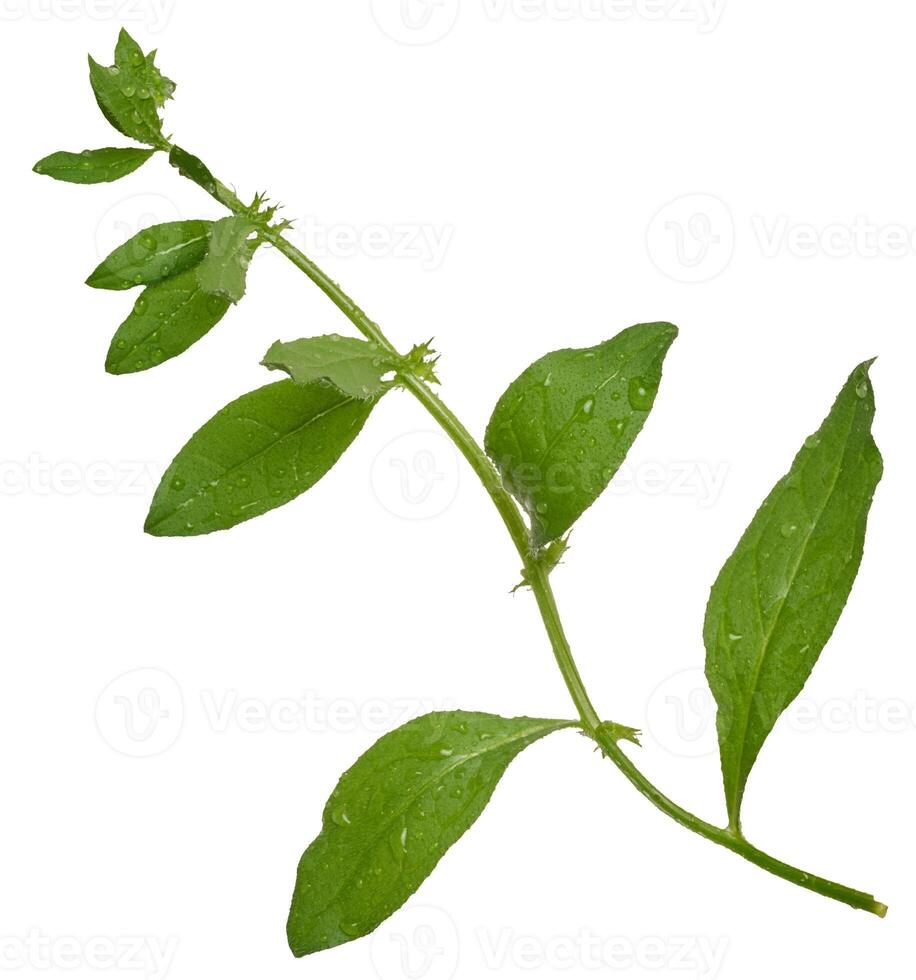 Branch with green stem and leaves, Galinsoga grass on isolated background photo