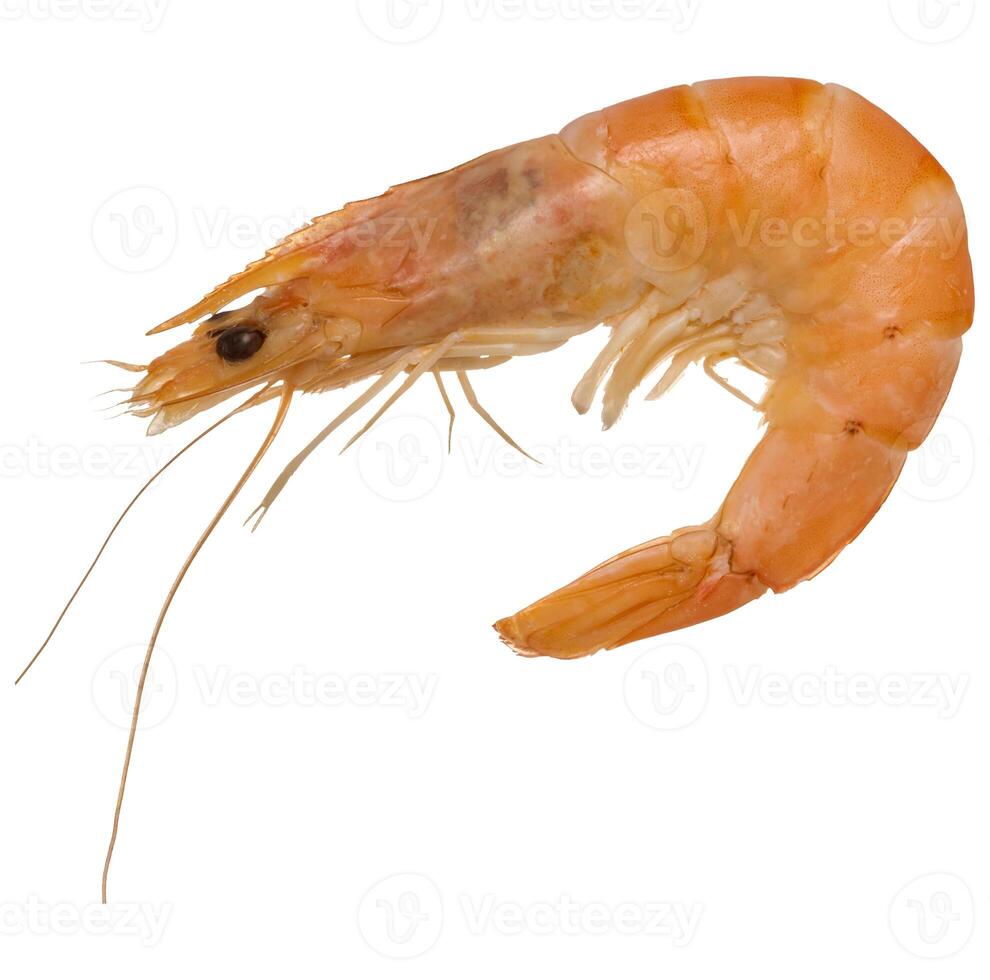 Large boiled shrimp on isolated background, close up photo