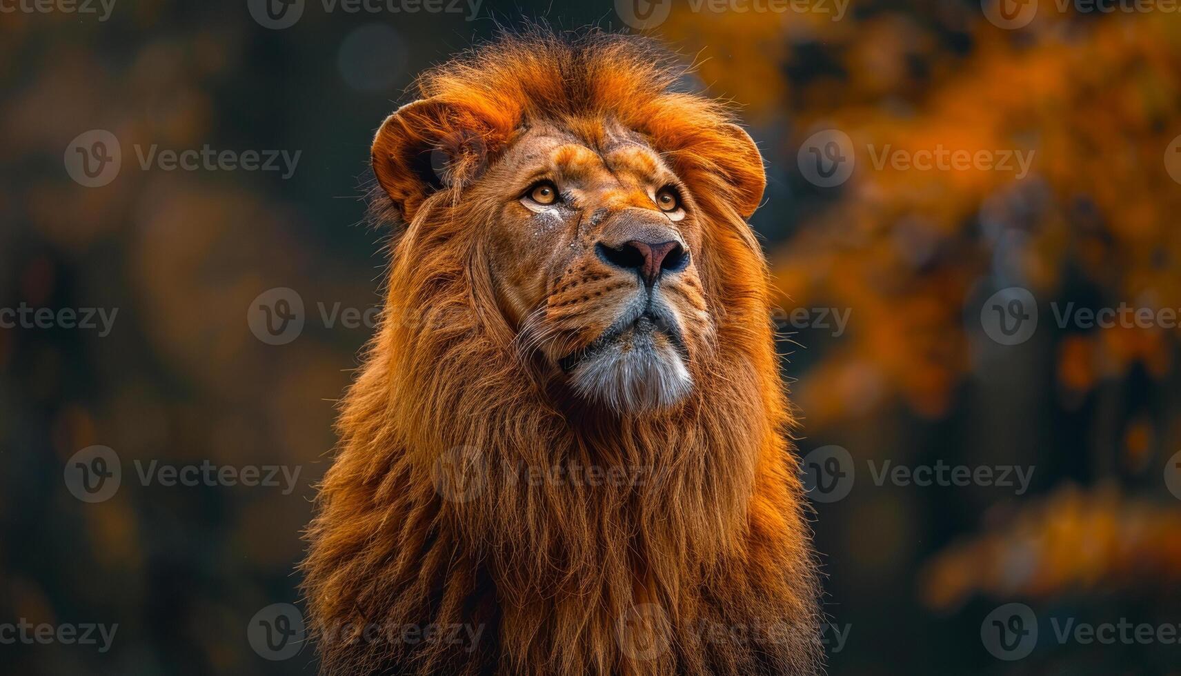 Majestic Lion Looking Up in Forest. A close-up portrait of a majestic lion with a thick mane looking up in a forest setting. photo